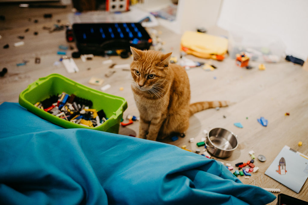 Katze im Spielzimmer